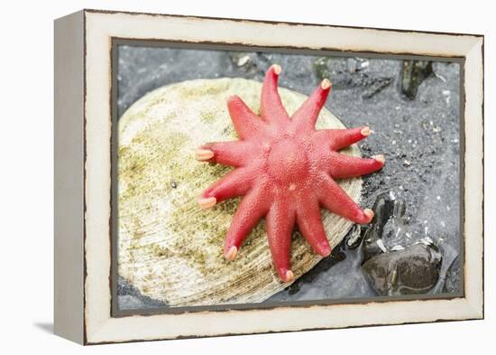 USA, Alaska. A red sun star on a clam shell at low tide.-Margaret Gaines-Framed Premier Image Canvas