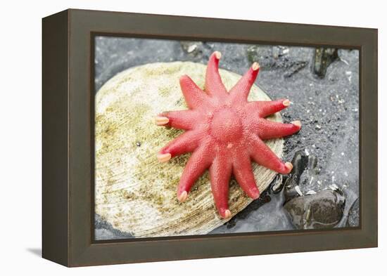 USA, Alaska. A red sun star on a clam shell at low tide.-Margaret Gaines-Framed Premier Image Canvas