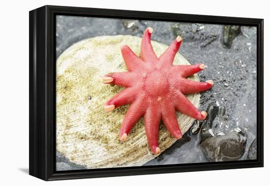 USA, Alaska. A red sun star on a clam shell at low tide.-Margaret Gaines-Framed Premier Image Canvas
