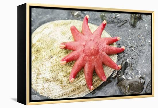 USA, Alaska. A red sun star on a clam shell at low tide.-Margaret Gaines-Framed Premier Image Canvas