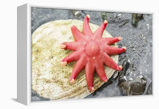 USA, Alaska. A red sun star on a clam shell at low tide.-Margaret Gaines-Framed Premier Image Canvas