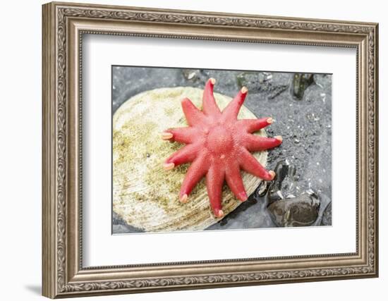 USA, Alaska. A red sun star on a clam shell at low tide.-Margaret Gaines-Framed Photographic Print