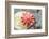 USA, Alaska. A red sun star on a clam shell at low tide.-Margaret Gaines-Framed Photographic Print