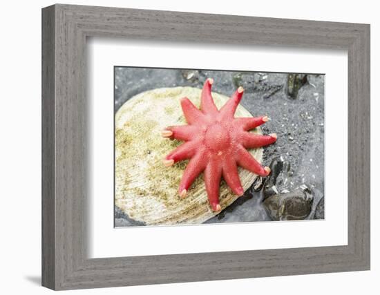 USA, Alaska. A red sun star on a clam shell at low tide.-Margaret Gaines-Framed Photographic Print