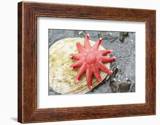 USA, Alaska. A red sun star on a clam shell at low tide.-Margaret Gaines-Framed Photographic Print