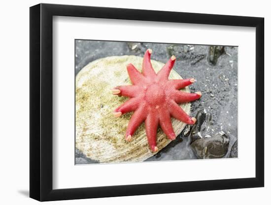 USA, Alaska. A red sun star on a clam shell at low tide.-Margaret Gaines-Framed Photographic Print