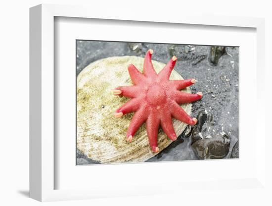 USA, Alaska. A red sun star on a clam shell at low tide.-Margaret Gaines-Framed Photographic Print