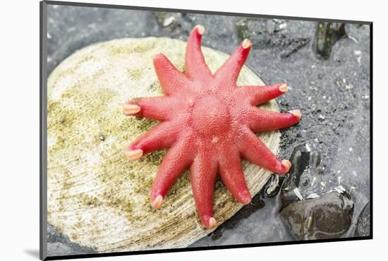 USA, Alaska. A red sun star on a clam shell at low tide.-Margaret Gaines-Mounted Photographic Print