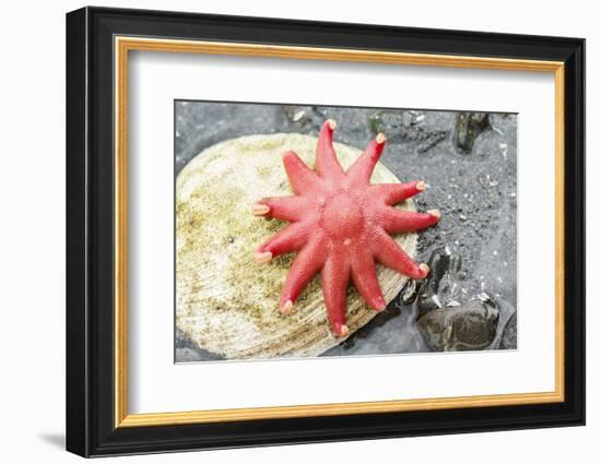 USA, Alaska. A red sun star on a clam shell at low tide.-Margaret Gaines-Framed Photographic Print