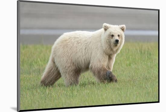 USA, Alaska. A very light colored female brown bear cub is nervous about other bears.-Ellen Goff-Mounted Photographic Print