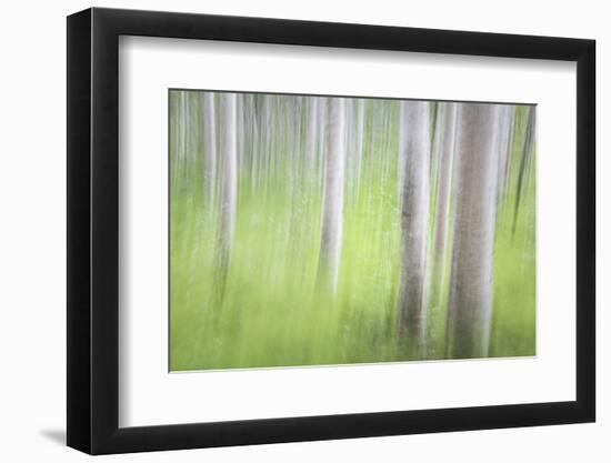 USA, Alaska. Abstract motion blur of birch trees.-Jaynes Gallery-Framed Photographic Print