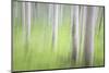 USA, Alaska. Abstract motion blur of birch trees.-Jaynes Gallery-Mounted Photographic Print