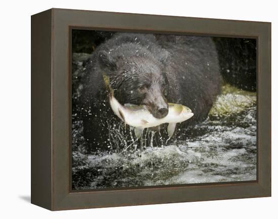 USA, Alaska, Anan Creek. Close-up of black bear catching salmon.-Don Paulson-Framed Premier Image Canvas