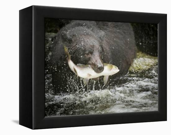 USA, Alaska, Anan Creek. Close-up of black bear catching salmon.-Don Paulson-Framed Premier Image Canvas