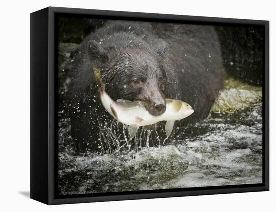 USA, Alaska, Anan Creek. Close-up of black bear catching salmon.-Don Paulson-Framed Premier Image Canvas
