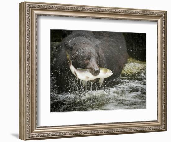 USA, Alaska, Anan Creek. Close-up of black bear catching salmon.-Don Paulson-Framed Photographic Print