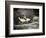 USA, Alaska, Anan Creek. Close-up of black bear catching salmon.-Don Paulson-Framed Photographic Print