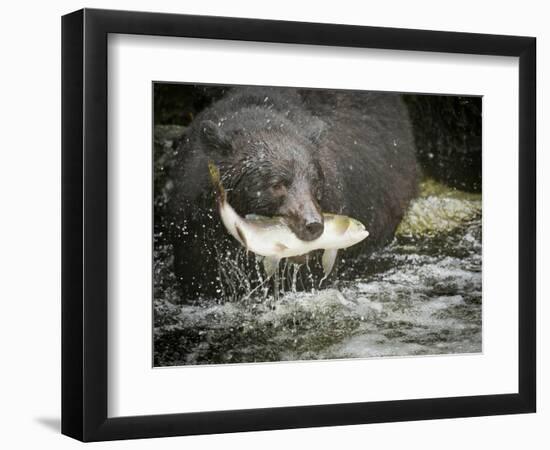 USA, Alaska, Anan Creek. Close-up of black bear catching salmon.-Don Paulson-Framed Photographic Print