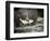 USA, Alaska, Anan Creek. Close-up of black bear catching salmon.-Don Paulson-Framed Photographic Print