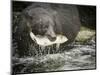 USA, Alaska, Anan Creek. Close-up of black bear catching salmon.-Don Paulson-Mounted Photographic Print