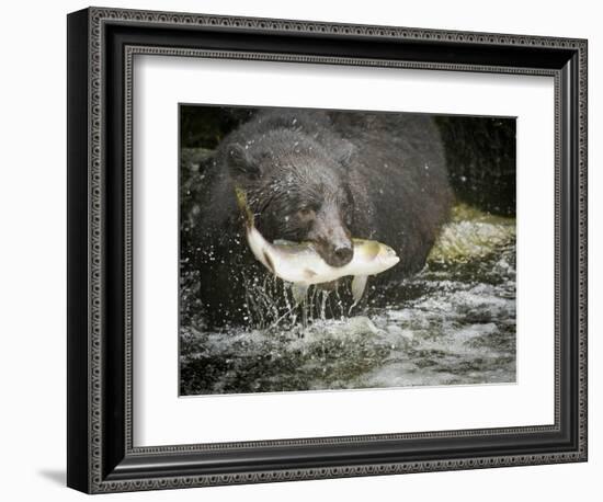 USA, Alaska, Anan Creek. Close-up of black bear catching salmon.-Don Paulson-Framed Photographic Print