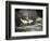 USA, Alaska, Anan Creek. Close-up of black bear catching salmon.-Don Paulson-Framed Photographic Print