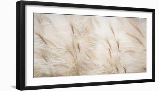 USA, Alaska, Arctic. Abstract of foxtail barley.-Jaynes Gallery-Framed Photographic Print