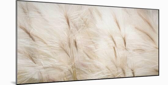 USA, Alaska, Arctic. Abstract of foxtail barley.-Jaynes Gallery-Mounted Photographic Print