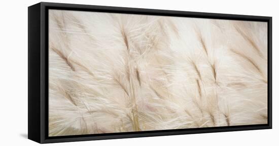 USA, Alaska, Arctic. Abstract of foxtail barley.-Jaynes Gallery-Framed Premier Image Canvas