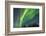 USA, Alaska. Aurora Borealis over Forest-Cathy & Gordon Illg-Framed Photographic Print