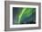 USA, Alaska. Aurora Borealis over Forest-Cathy & Gordon Illg-Framed Photographic Print