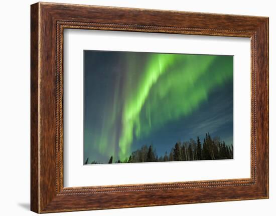 USA, Alaska. Aurora Borealis over Forest-Cathy & Gordon Illg-Framed Photographic Print