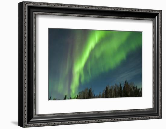 USA, Alaska. Aurora Borealis over Forest-Cathy & Gordon Illg-Framed Photographic Print