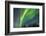 USA, Alaska. Aurora Borealis over Forest-Cathy & Gordon Illg-Framed Photographic Print