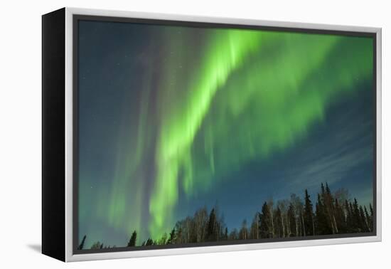 USA, Alaska. Aurora Borealis over Forest-Cathy & Gordon Illg-Framed Premier Image Canvas