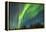 USA, Alaska. Aurora Borealis over Forest-Cathy & Gordon Illg-Framed Premier Image Canvas