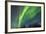 USA, Alaska. Aurora Borealis over Forest-Cathy & Gordon Illg-Framed Photographic Print