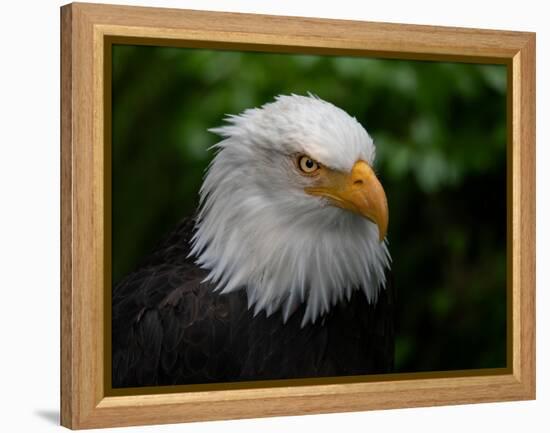 Usa, Alaska. Bald eagle (captive) poses for the camera.-Betty Sederquist-Framed Premier Image Canvas