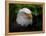 Usa, Alaska. Bald eagle (captive) poses for the camera.-Betty Sederquist-Framed Premier Image Canvas