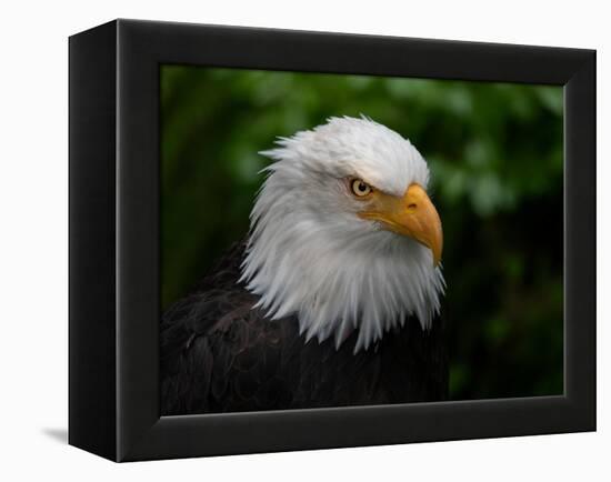 Usa, Alaska. Bald eagle (captive) poses for the camera.-Betty Sederquist-Framed Premier Image Canvas