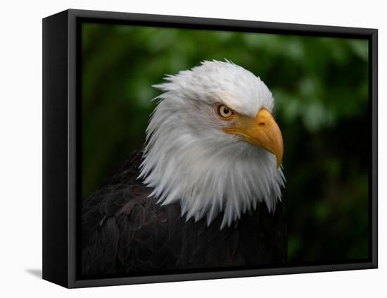 Usa, Alaska. Bald eagle (captive) poses for the camera.-Betty Sederquist-Framed Premier Image Canvas