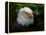 Usa, Alaska. Bald eagle (captive) poses for the camera.-Betty Sederquist-Framed Premier Image Canvas