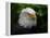 Usa, Alaska. Bald eagle (captive) poses for the camera.-Betty Sederquist-Framed Premier Image Canvas