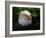 Usa, Alaska. Bald eagle (captive) poses for the camera.-Betty Sederquist-Framed Photographic Print