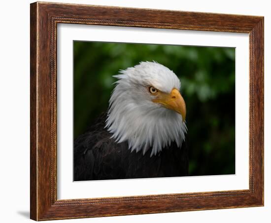 Usa, Alaska. Bald eagle (captive) poses for the camera.-Betty Sederquist-Framed Photographic Print