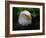 Usa, Alaska. Bald eagle (captive) poses for the camera.-Betty Sederquist-Framed Photographic Print