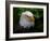 Usa, Alaska. Bald eagle (captive) poses for the camera.-Betty Sederquist-Framed Photographic Print