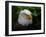 Usa, Alaska. Bald eagle (captive) poses for the camera.-Betty Sederquist-Framed Photographic Print