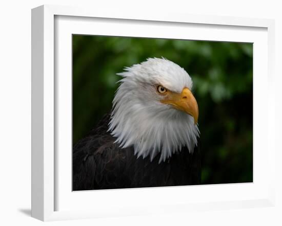 Usa, Alaska. Bald eagle (captive) poses for the camera.-Betty Sederquist-Framed Photographic Print