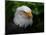 Usa, Alaska. Bald eagle (captive) poses for the camera.-Betty Sederquist-Mounted Photographic Print
